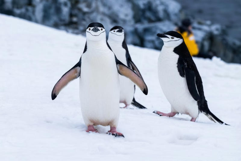 Noua versiune Linux 7.0 va fi ultima actualizare.